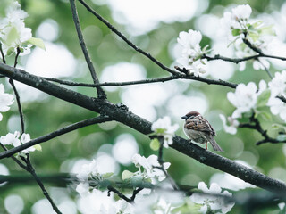 三字经到底背哪个版本